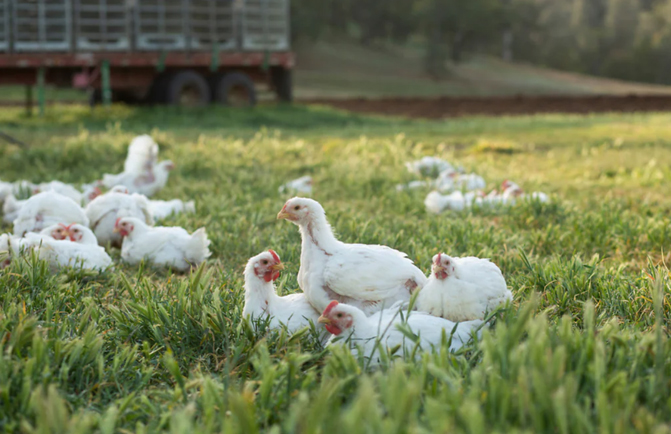 Organic Chicken